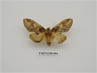 藏品(白菇舟蛾)的圖片